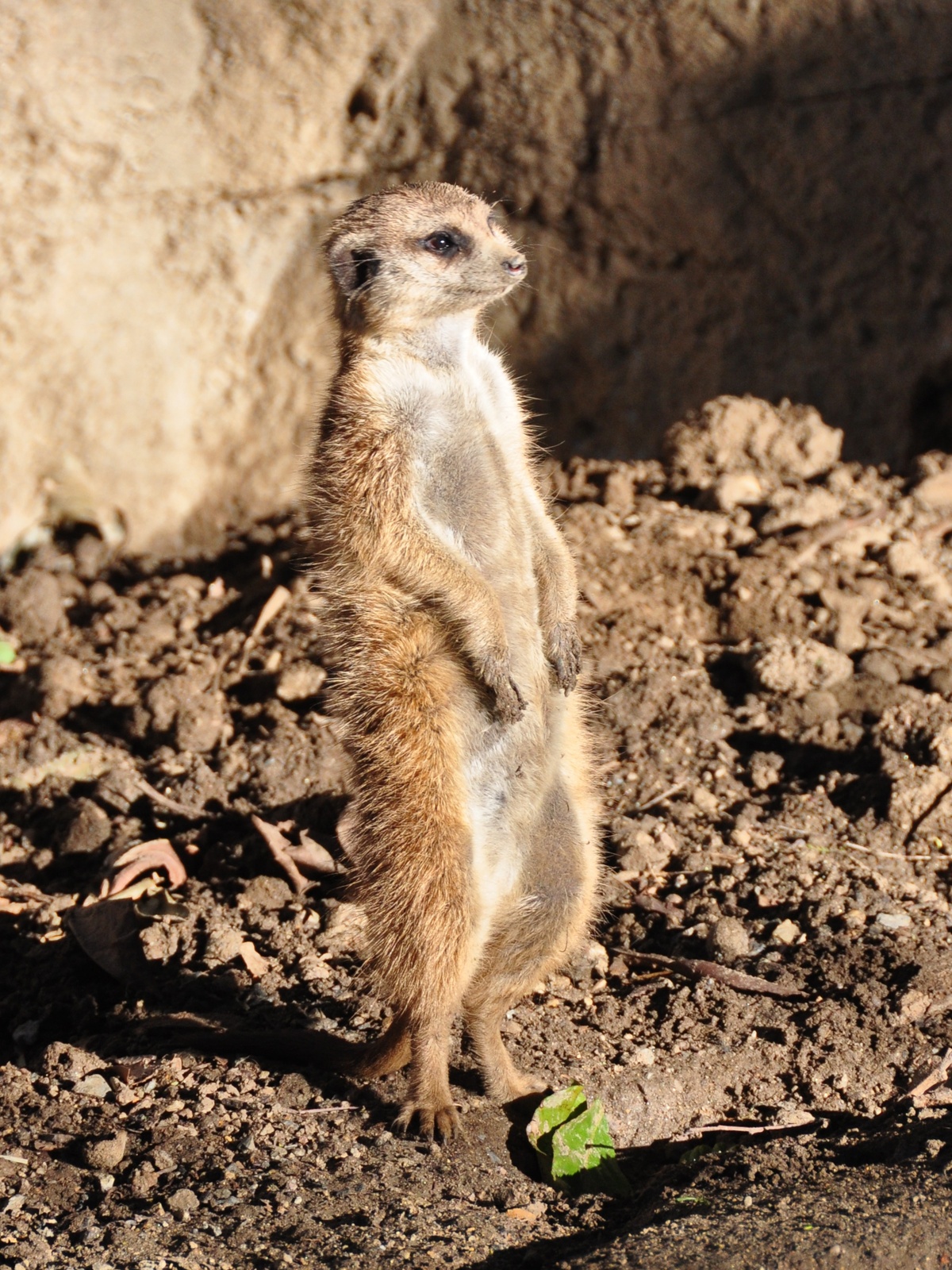 REJS: Photos: California, March 2011: San Diego: Zoo